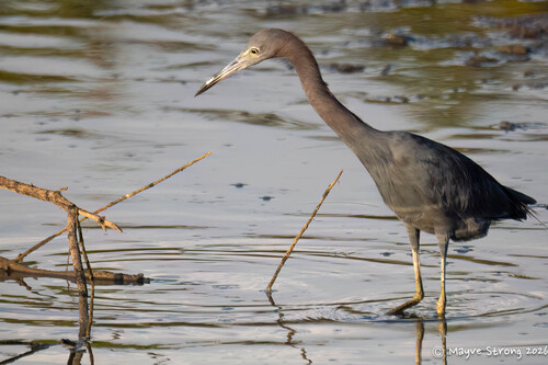 Little Blue Heron