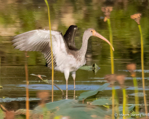 White Ibis