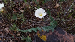 Calystegia occidentalis occidentalis