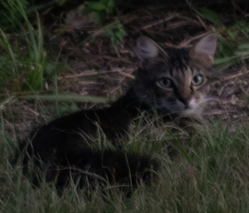 Domestic Cat