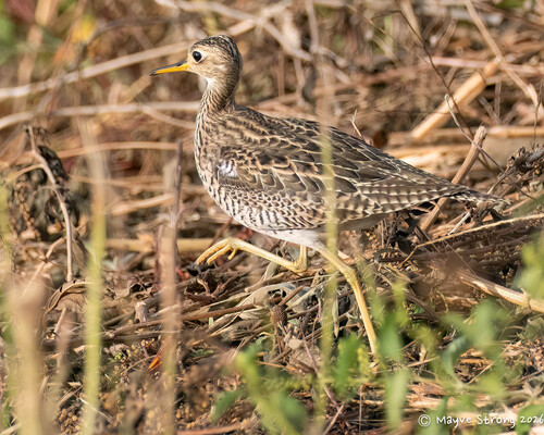 Upland Sandpiper