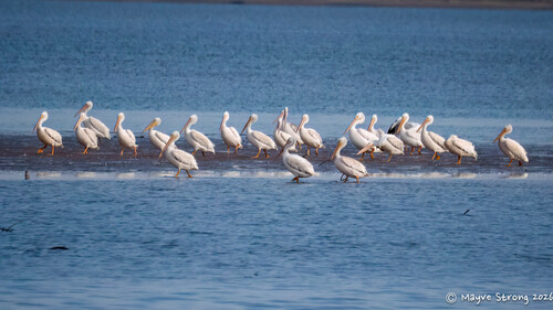 American White Pelican
