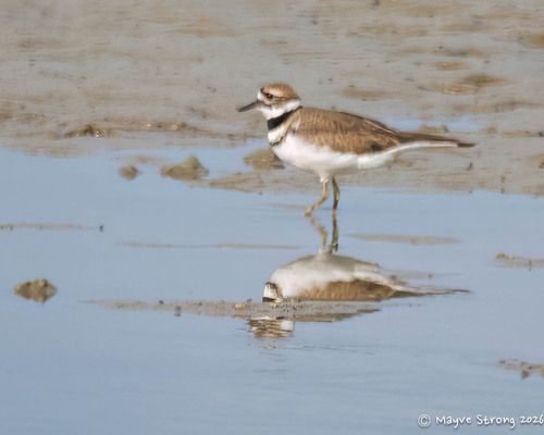 Killdeer