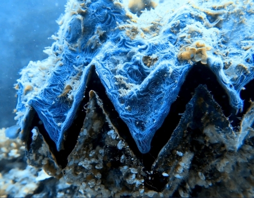 Hyotissa hyotis observed 2026-09-28