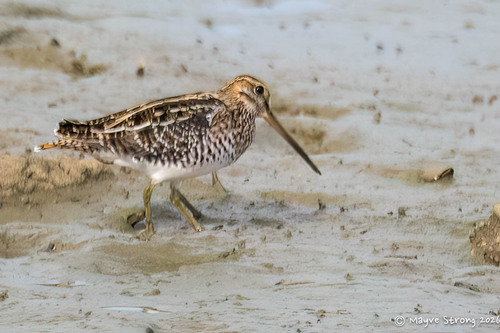 Wilson's Snipe