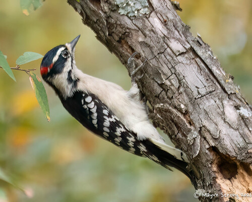 Downy Woodpecker