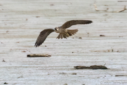 Peregrine Falcon