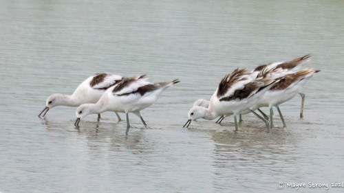 American Avocet