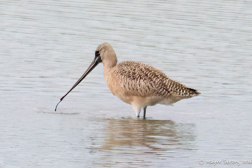 Marbled Godwit