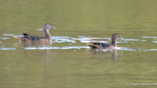 Wood Duck