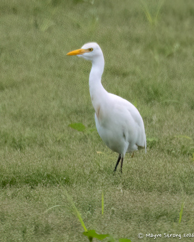 Western Cattle-Egret