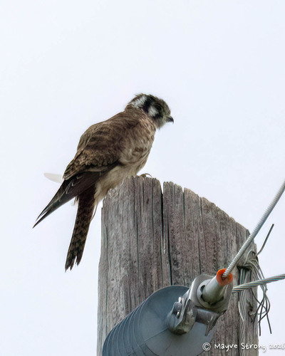 American Kestrel