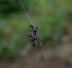 Cyclosa octotuberculata