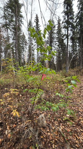 bird cherry