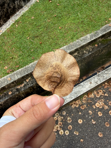 Pterocarpus indicus observed 2026-09-29
