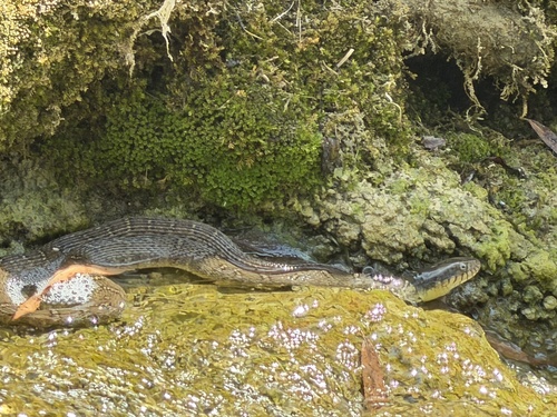 Plain-bellied Watersnake