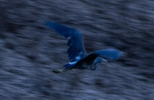 Little Blue Heron