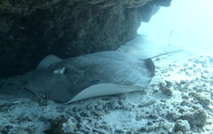 Pateobatis jenkinsii