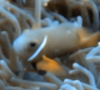 Amphiprion nigripes observed 2026-09-28