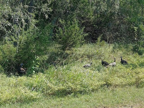 Wild Turkey
