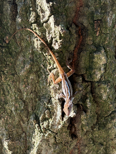 Brown Anole
