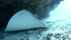 Pateobatis jenkinsii