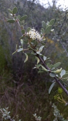 Ceanothus cuneatus cuneatus