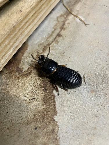 Horned Passalus Beetle