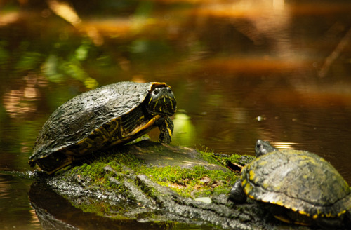 Pond Slider