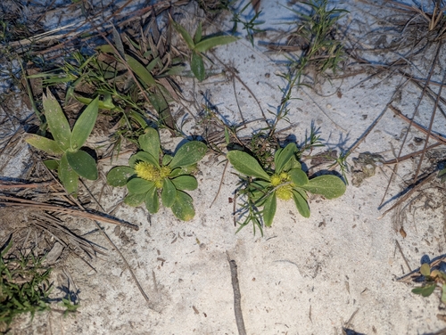 candyroot