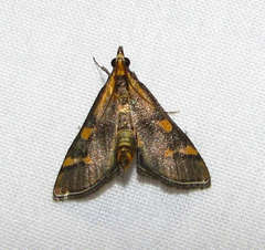 Metallarcha diplochrysa