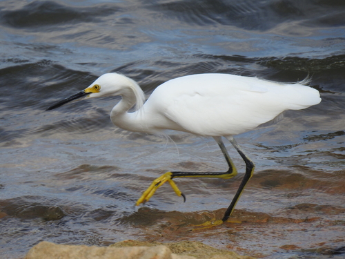 Snowy Egret