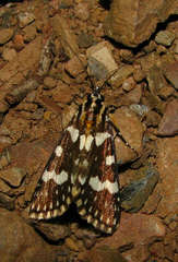 Ipanica cornigera