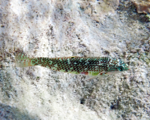 Halichoeres margaritaceus observed 2026-09-27