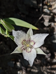 Calochortus lyallii