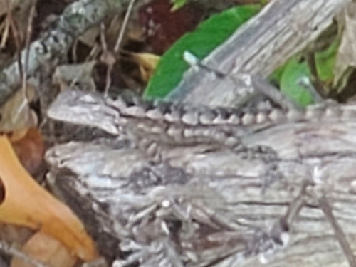 Texas Spiny Lizard