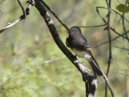 Black Phoebe