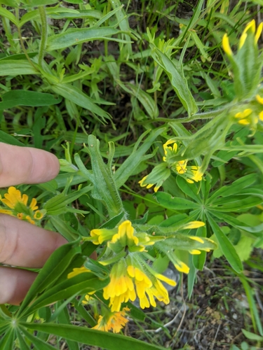 harsh Indian paintbrush (Castilleja hispida)