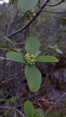 Frangula californica tomentella