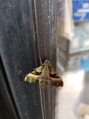 Proserpinus proserpina