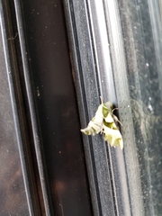 Proserpinus proserpina