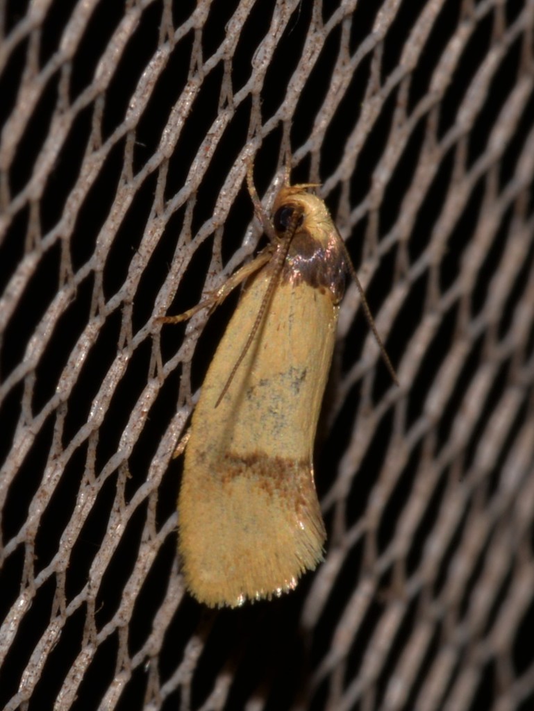 Olbonoma heterozona