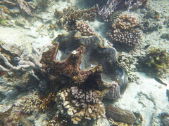 Tridacna gigas