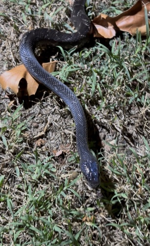 Western Ratsnake