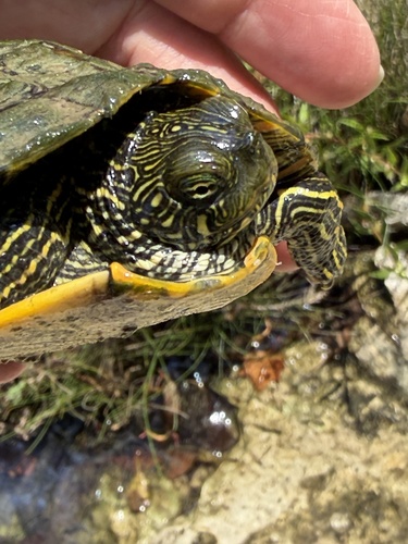 Texas Cooter