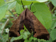 Marumba
