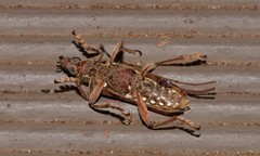 Strongylurus cretifer