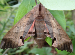 Marumba