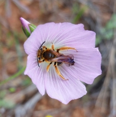 Andrena prunorum