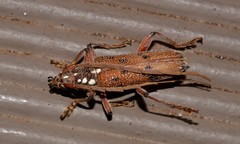 Strongylurus cretifer